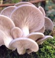 HLÍVA ÚSTŘIČNÁ a její účinky jako zdraví prospěšné houby