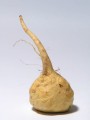 Maca (Lepidium mayenii) - 1202359 - 