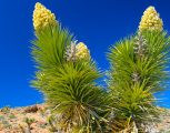 Yucca velká konkurence chlorelly - 1202392 - 