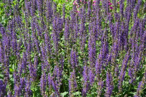 Salvia Hispanica